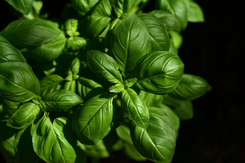 Herb garden concepts