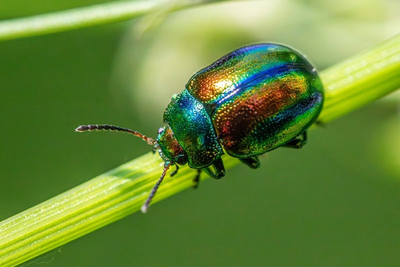 Pest control methods