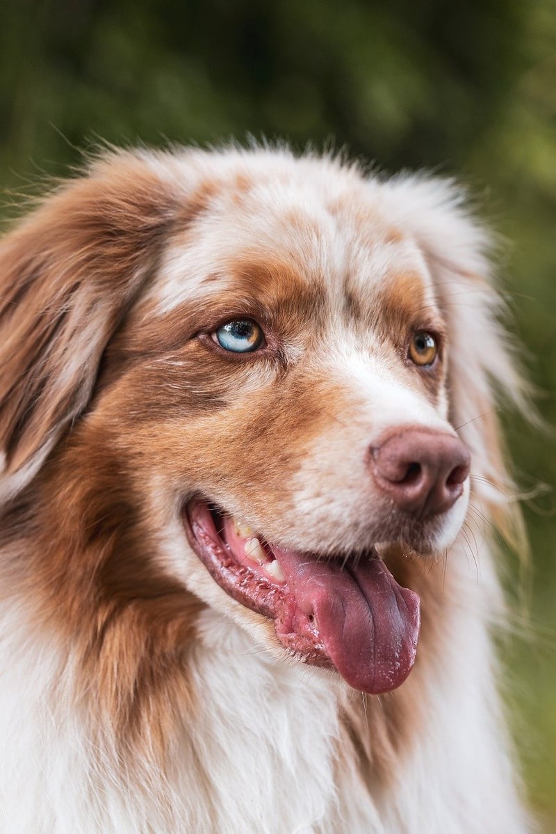 Pet-friendly plants
