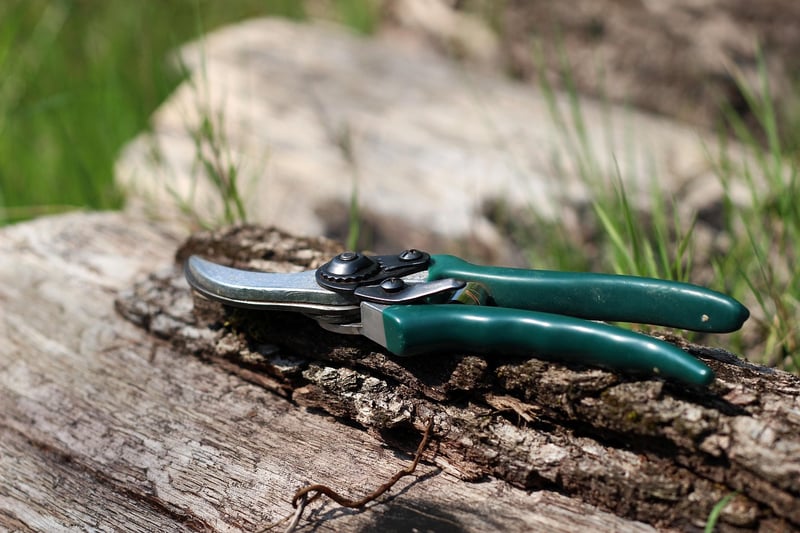 Pruning guidelines
